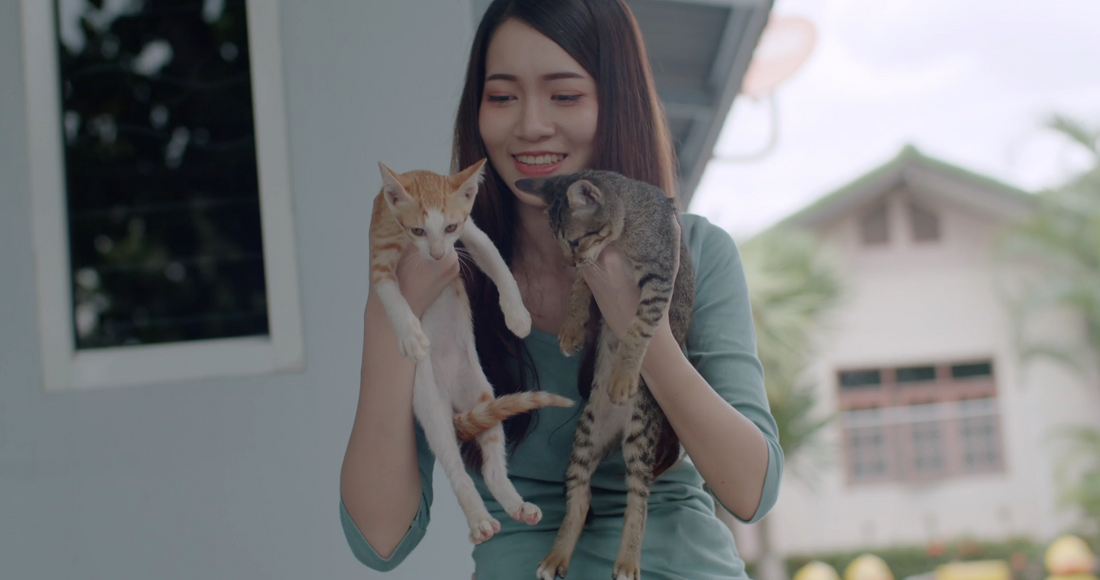 The Smarter Cat Home: How Better Routines Create Calmer Days