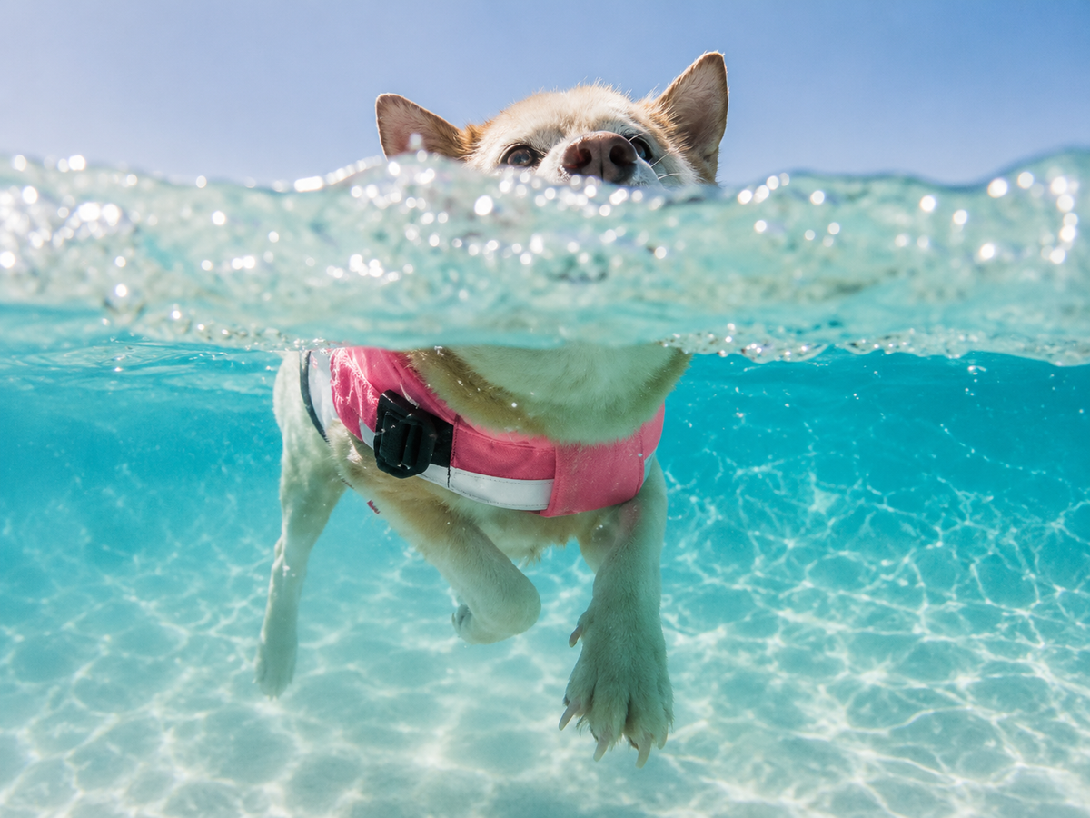 Dog Life Jacket with Grab Handle and Padded Fit