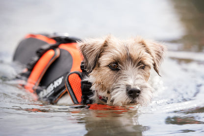 Julius-K9 Dog Harness with Secure Adjustable Fit